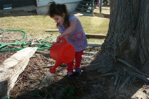 IMG_0720 watering tulips