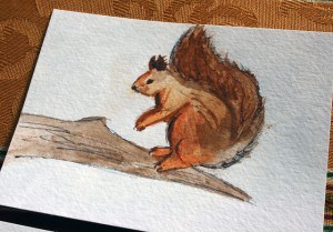 squirrel