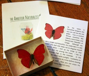 amateur naturalist kit 03 sangria butterfly