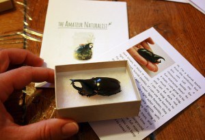 amateur naturalist kit 02 horned beetle