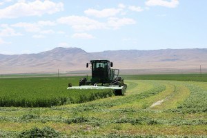 swathing june 2 2014 03