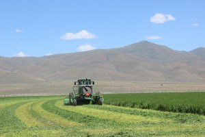 swathing june 2 2014 04