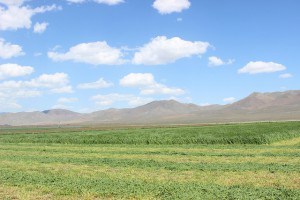 Hay field blowing in wind