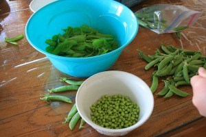 Shelling peas