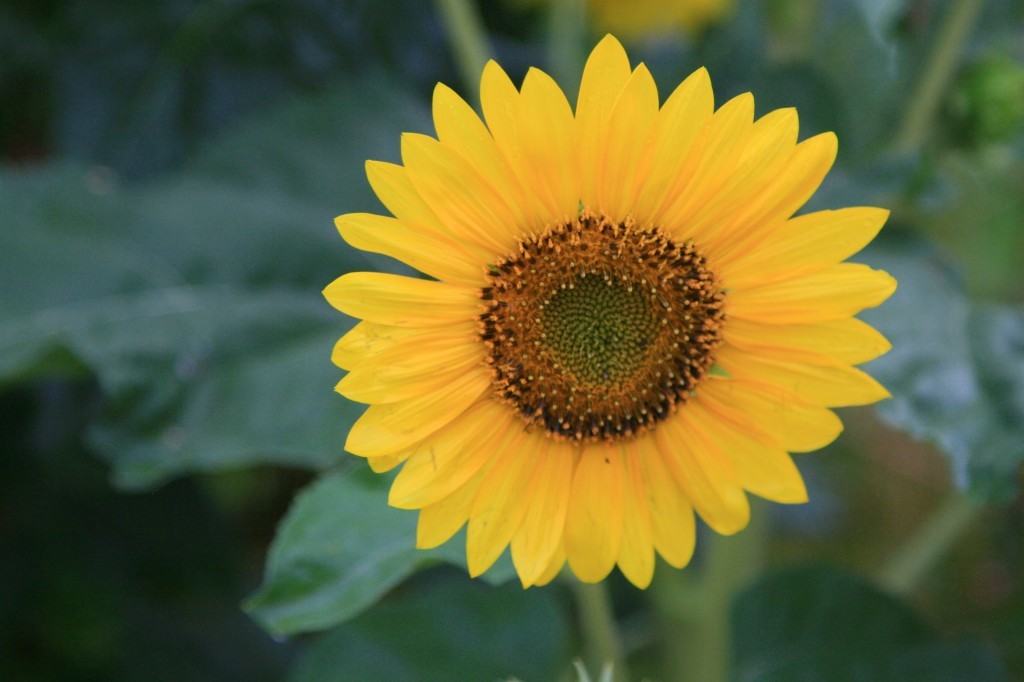 yellow sunflower