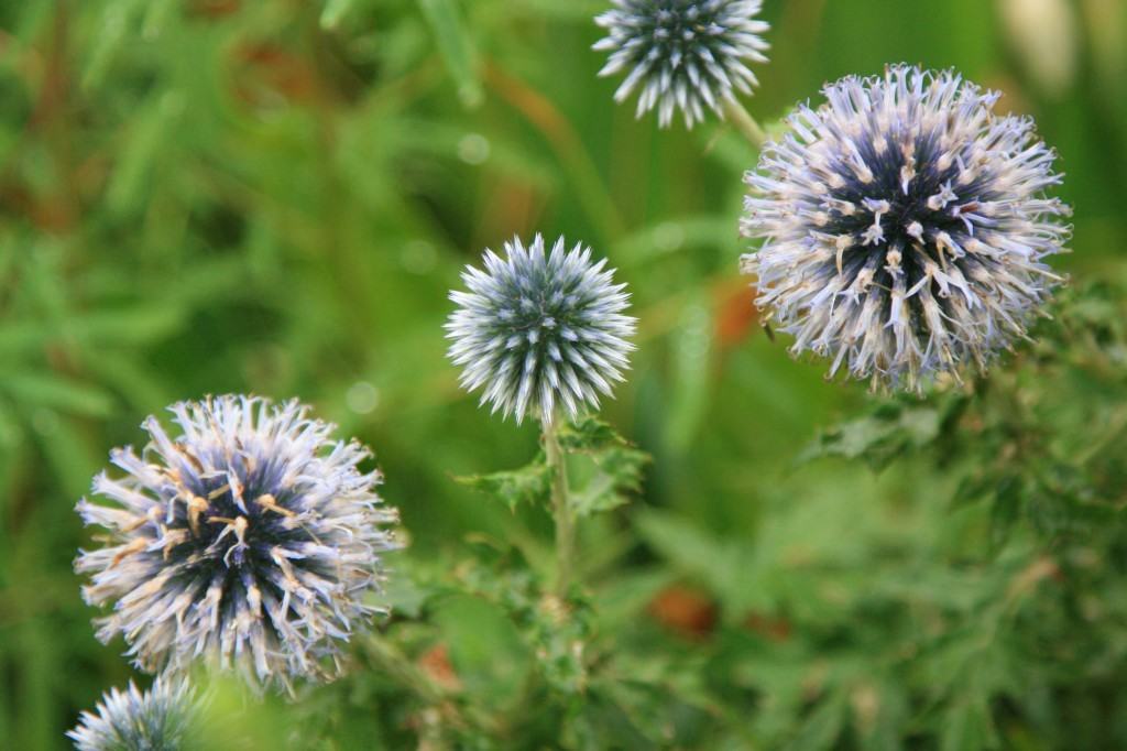 purple thistle