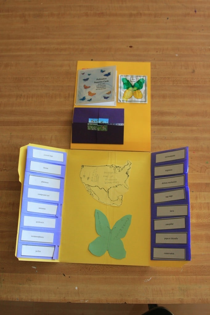 butterfly lapbook