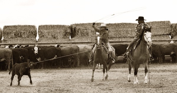 cowgirl roping a calf
