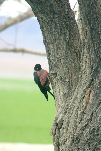 Lewiss Woodpecker