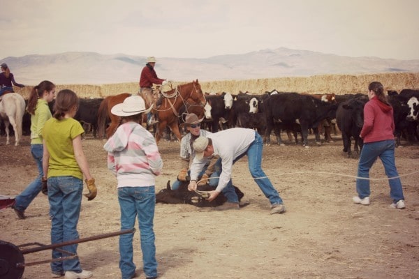 Branding cows