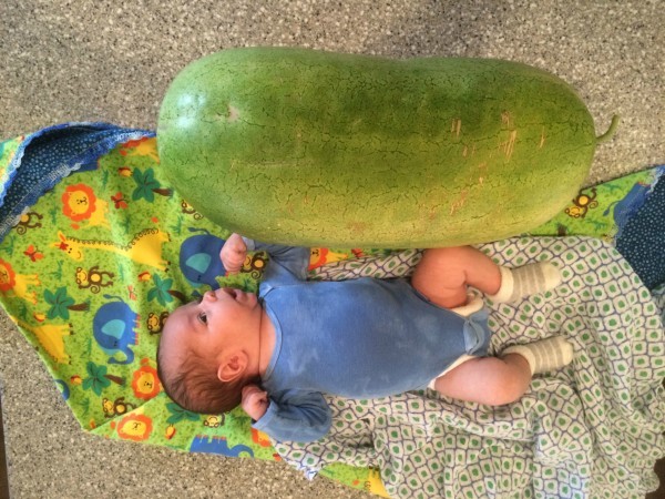Henry Sized watermelon