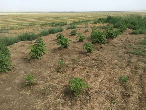 potato plants