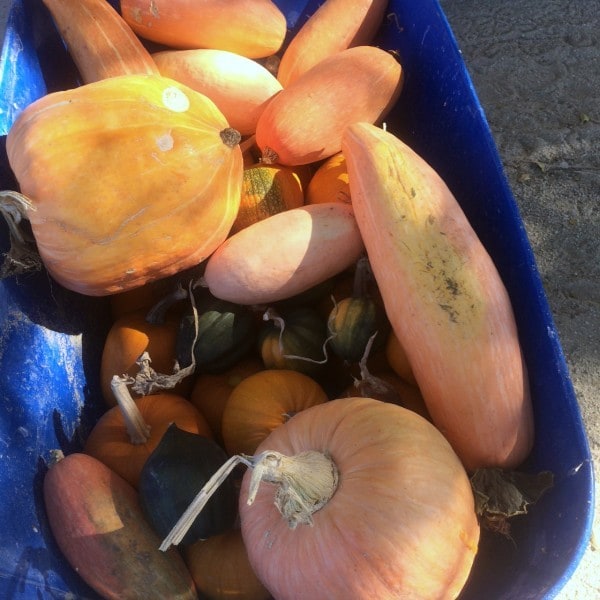 pumpkins and squash