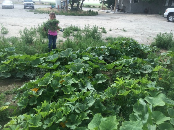 squash and pumpkin plants