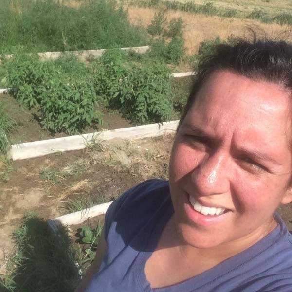 weeding the tomato plants