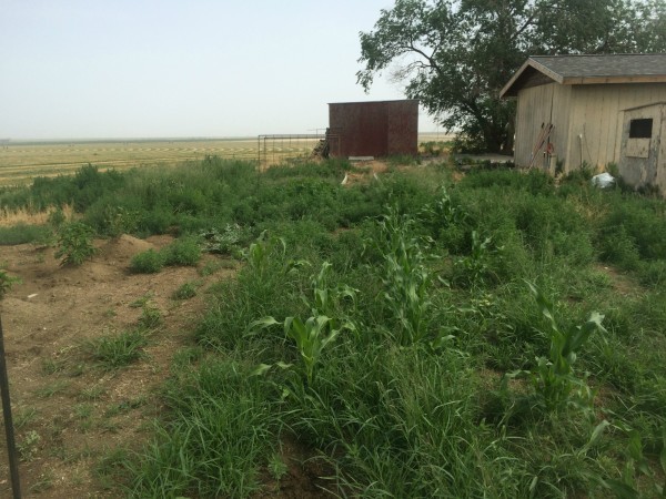 weedy garden