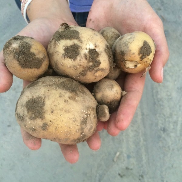 yukon gold potatoes