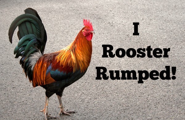 rooster