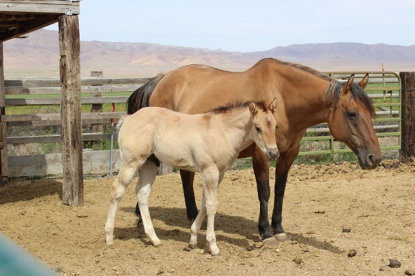 Maude and colt