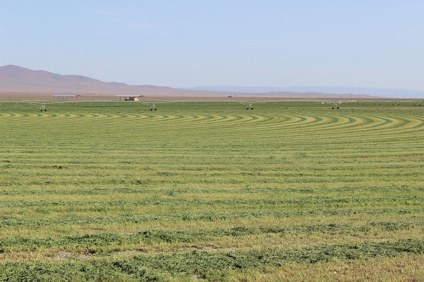 Swathed field