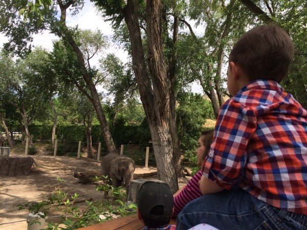 Hogle Zoo elephants 2016