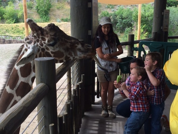 Hogle Zoo feeding the giraffe 2016