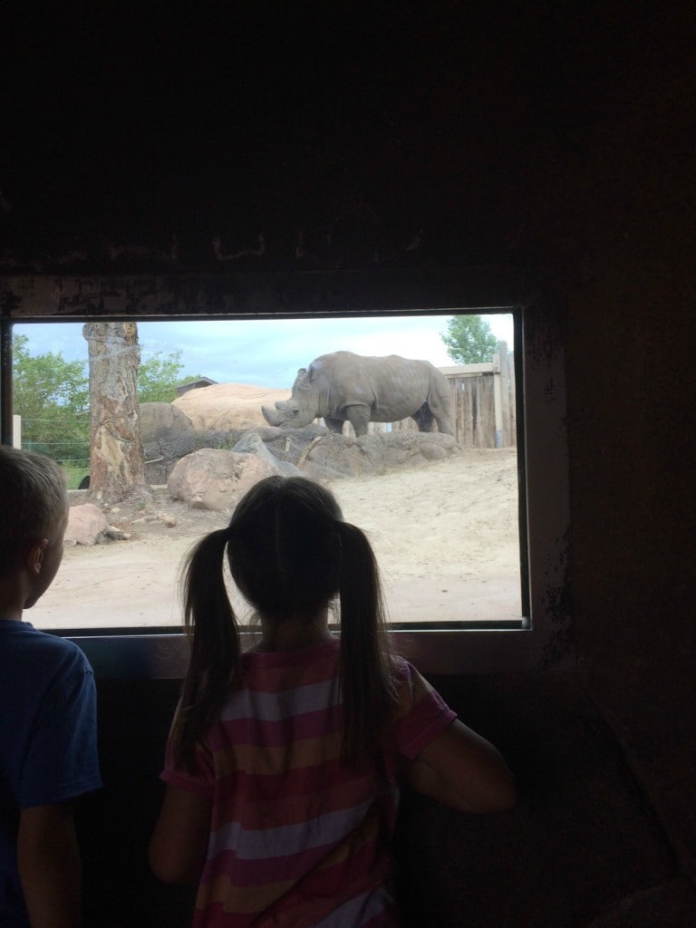 Hogle Zoo rhinos 2016