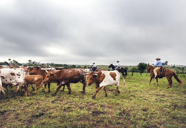 cattle-drive-793676_1280